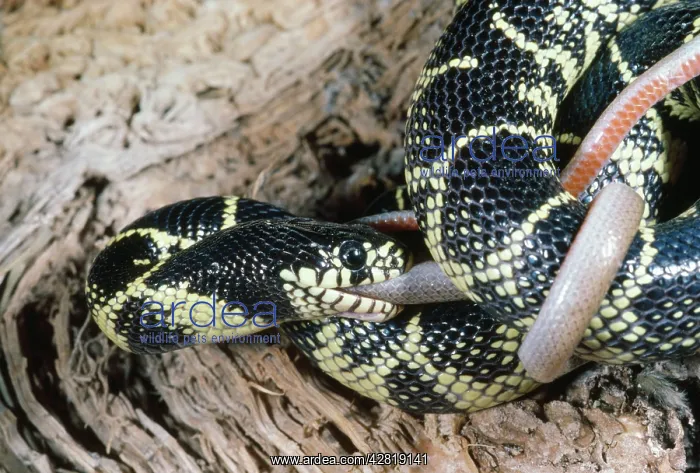 : Kingsnake - Eating Black-Headed Snake (Tantilla sp.) : Kingsnake - Eating Black-Headed Snake (Tantilla sp.)