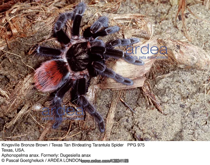 : Kingsville Bronze Brown / Texas Tan Bird-eating Spider : Kingsville Bronze Brown / Texas Tan Bird-eating Spider