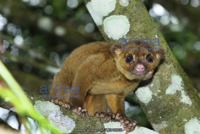 : Kinkajou / Honey Bear : Kinkajou / Honey Bear