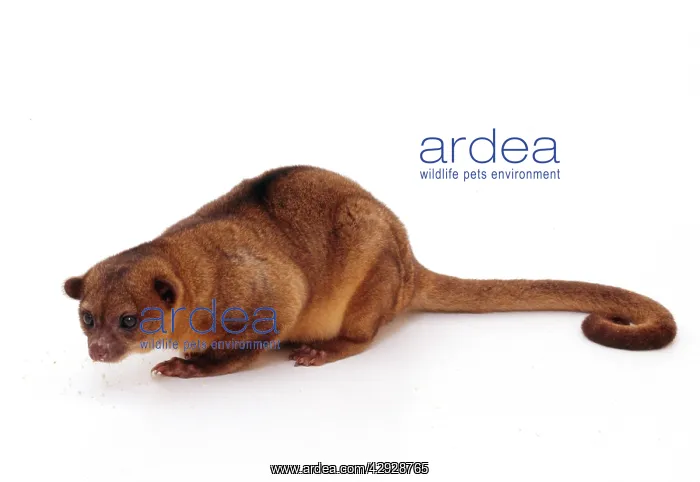  : Kinkajou  /  Honey Bear
