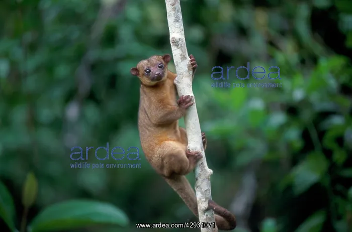 : Kinkajou / Honey Bear - in tree : Kinkajou / Honey Bear - in tree