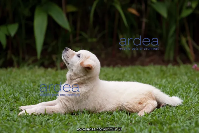 : Kintamani puppy - only Indonesian dog breed, on : Kintamani puppy - only Indonesian dog breed, on
