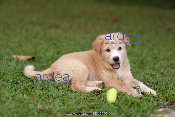 : Kintamani puppy - only Indonesian dog breed, on : Kintamani puppy - only Indonesian dog breed, on