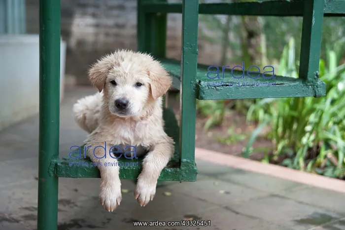 : Kintamani puppy - only Indonesian dog breed, wet : Kintamani puppy - only Indonesian dog breed, wet
