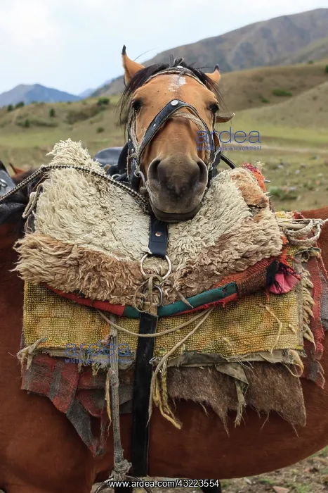 : Kirghiz Horse resting his head on a saddle - Kyrgyzstan : Kirghiz Horse resting his head on a saddle - Kyrgyzstan
