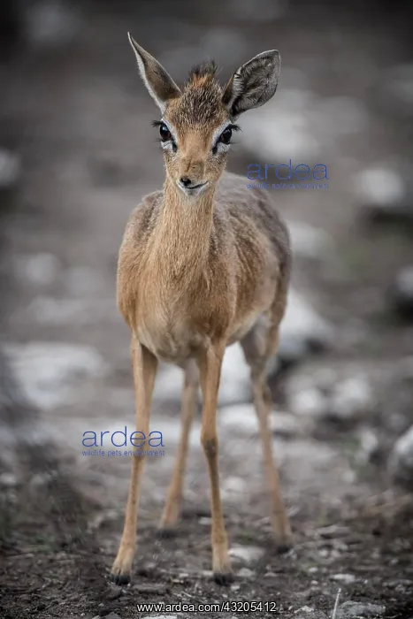 : Kirk dikdik or kirk's dik-dik (Madoqua kirkii) : Kirk dikdik or kirk's dik-dik (Madoqua kirkii)