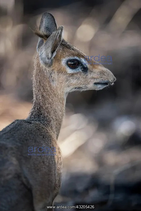 : Kirk dikdik or kirk's dik-dik (Madoqua kirkii) : Kirk dikdik or kirk's dik-dik (Madoqua kirkii)