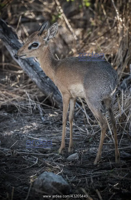 : Kirk dikdik or kirk's dik-dik (Madoqua kirkii) : Kirk dikdik or kirk's dik-dik (Madoqua kirkii)