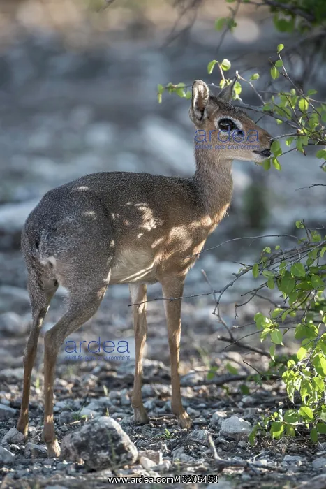 : Kirk dikdik or kirk's dik-dik (Madoqua kirkii) : Kirk dikdik or kirk's dik-dik (Madoqua kirkii)