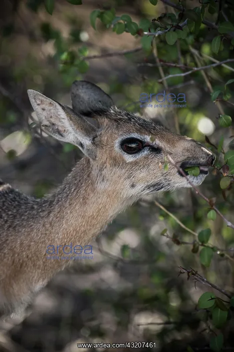 : Kirk dikdik or kirk's dik-dik (Madoqua kirkii) : Kirk dikdik or kirk's dik-dik (Madoqua kirkii)
