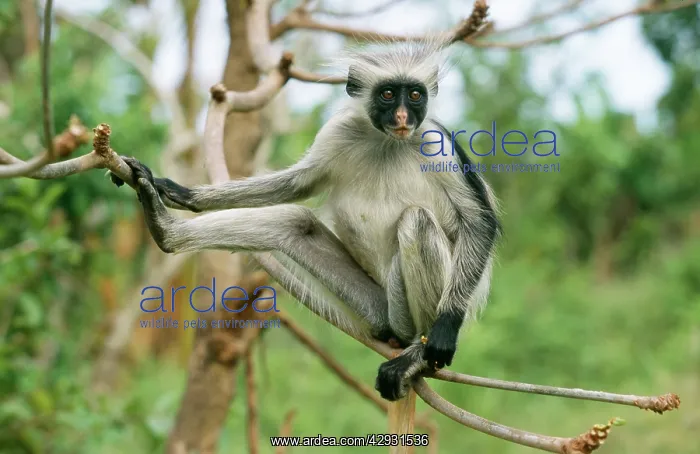  : KirkIs  /  Zanzibar Red Colobus MONKEY