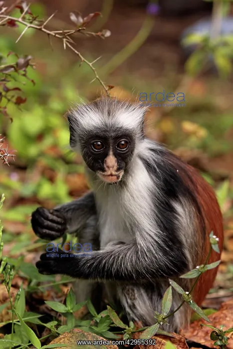  : KirkIs  /  Zanzibar Red Colobus Monkey