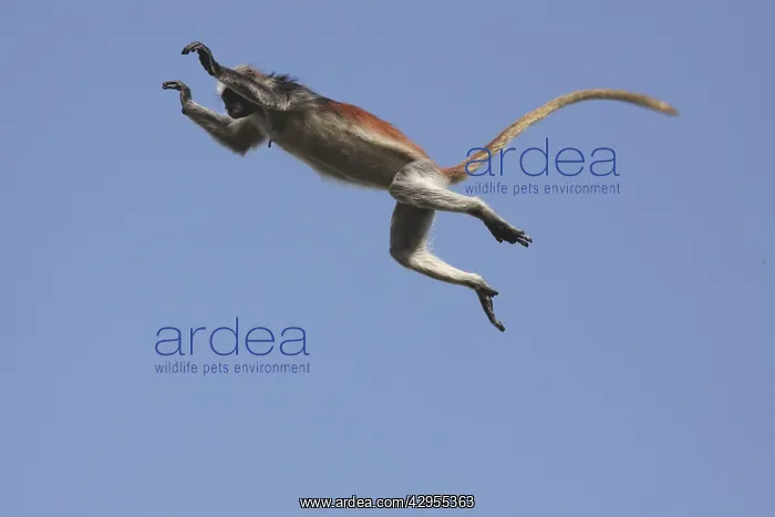 : KirkIs / Zanzibar Red Colobus Monkey - in mid-air jumping : KirkIs / Zanzibar Red Colobus Monkey - in mid-air jumping