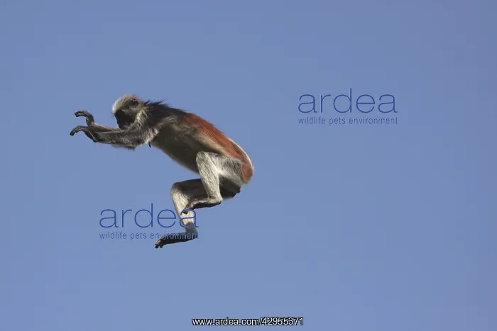 : KirkIs / Zanzibar Red Colobus Monkey - in mid-air jumping : KirkIs / Zanzibar Red Colobus Monkey - in mid-air jumping
