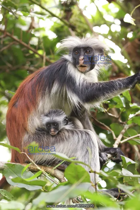 : KirkIs / Zanzibar Red Colobus Monkey - mother with young : KirkIs / Zanzibar Red Colobus Monkey - mother with young
