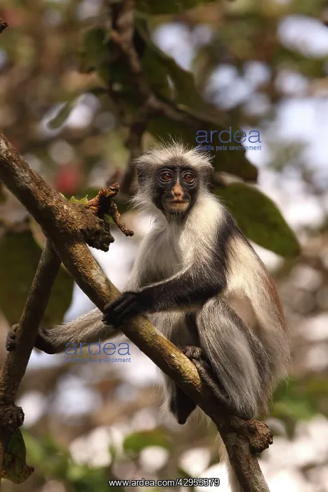 : KirkIs / Zanzibar Red Colobus Monkey - in tree : KirkIs / Zanzibar Red Colobus Monkey - in tree