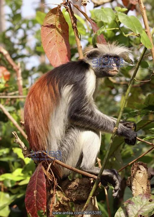 : KirkIs / Zanzibar Red Colobus Monkey - in tree : KirkIs / Zanzibar Red Colobus Monkey - in tree