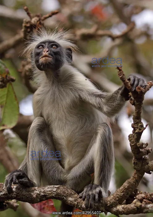: KirkIs / Zanzibar Red Colobus Monkey - in tree : KirkIs / Zanzibar Red Colobus Monkey - in tree