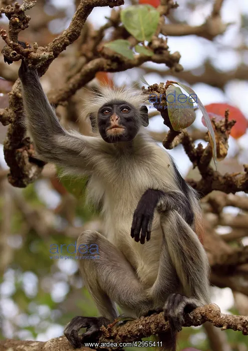 : KirkIs / Zanzibar Red Colobus Monkey - in tree : KirkIs / Zanzibar Red Colobus Monkey - in tree