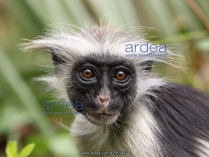 : KirkIs / Zanzibar Red Colobus Monkey - young : KirkIs / Zanzibar Red Colobus Monkey - young