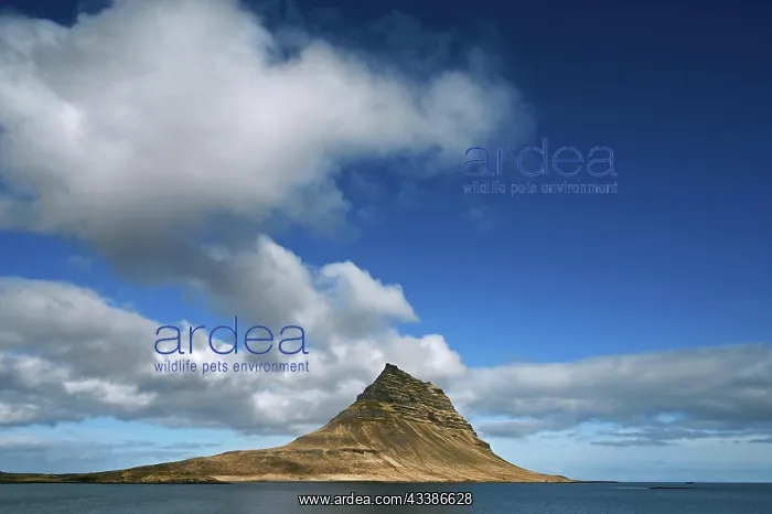 : Kirkjufell Mountain on the north coast of the Snaefellsnes : Kirkjufell Mountain on the north coast of the Snaefellsnes