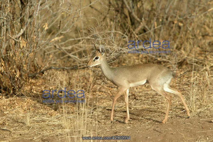 : Kirk's Dik-Dik : Kirk's Dik-Dik