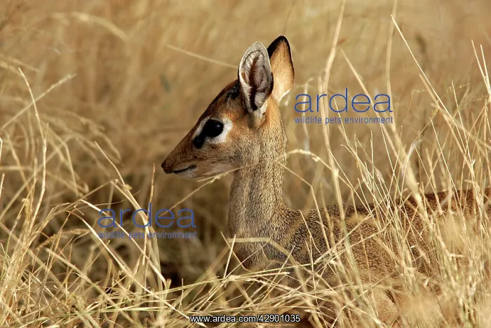 : Kirk's Dik-dik : Kirk's Dik-dik