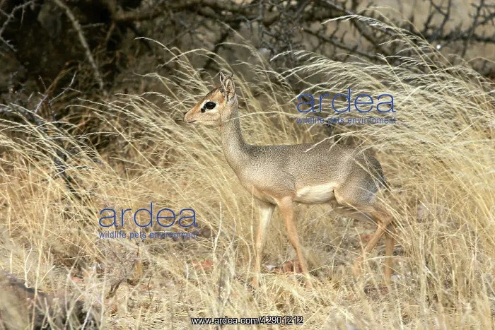 : Kirk's Dik-dik : Kirk's Dik-dik