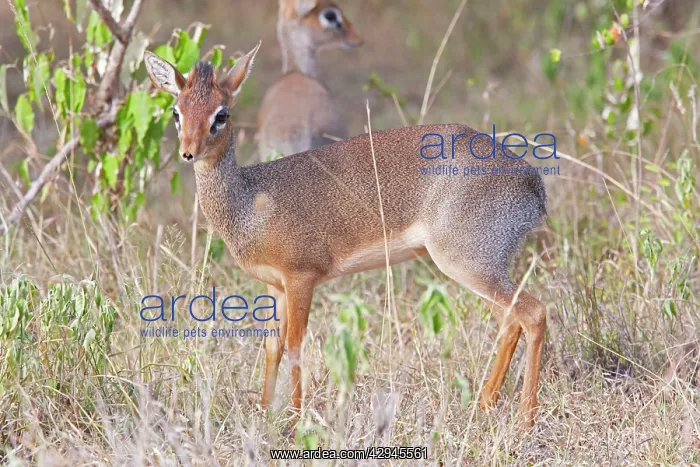 : Kirk's Dik-dik : Kirk's Dik-dik