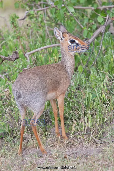 : Kirk's Dik-dik : Kirk's Dik-dik