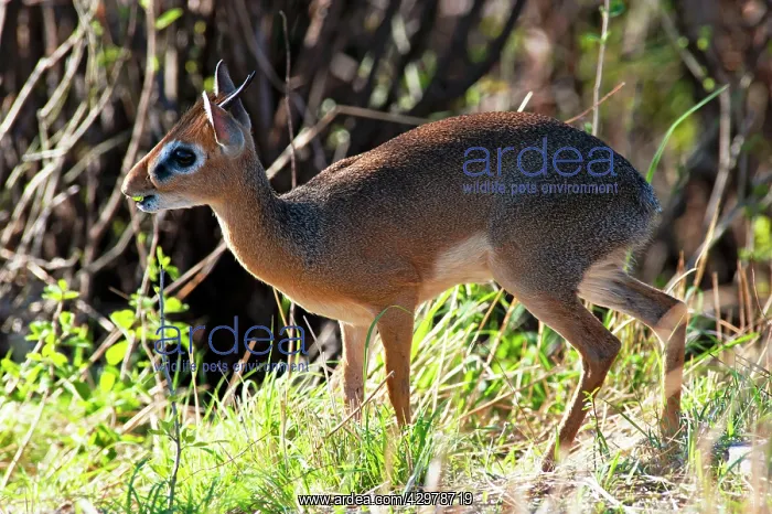 : Kirk's Dik Dik : Kirk's Dik Dik