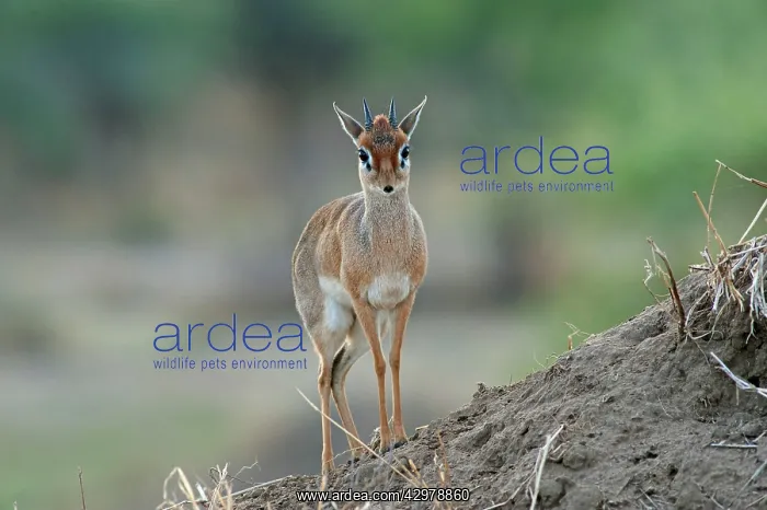 : Kirk's Dik Dik : Kirk's Dik Dik