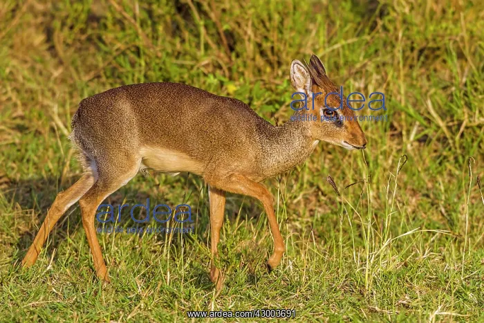 : Kirk's Dik-dik : Kirk's Dik-dik