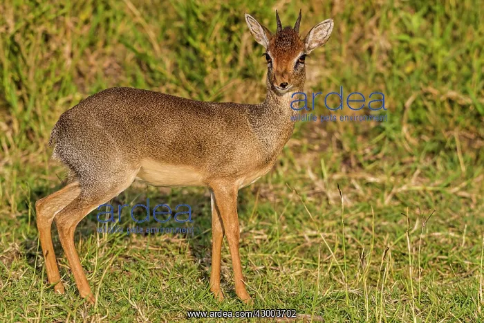 : Kirk's Dik-dik : Kirk's Dik-dik