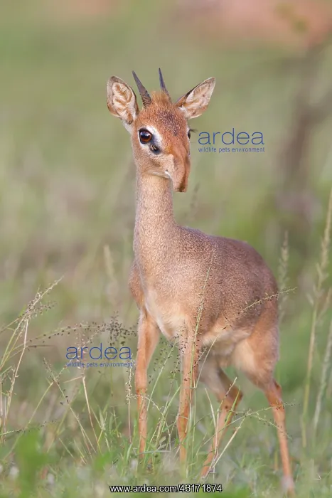 : Kirk's Dik-dik : Kirk's Dik-dik