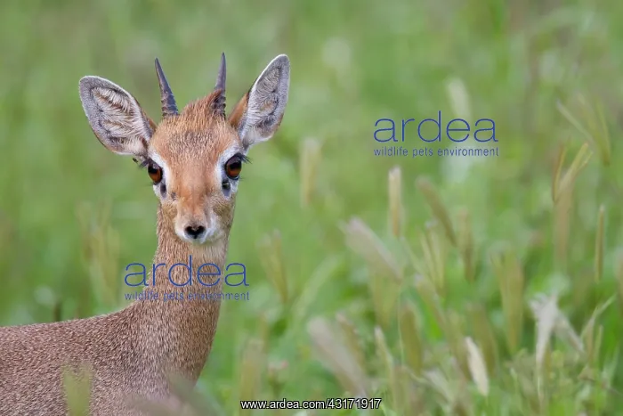 : Kirk's Dik-dik : Kirk's Dik-dik