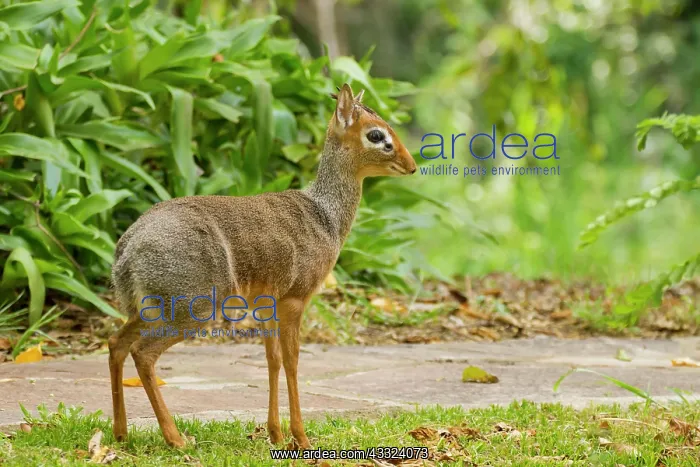 : Kirk's Dik-dik : Kirk's Dik-dik