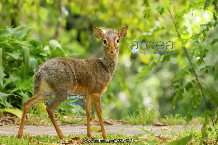 : Kirk's Dik-dik : Kirk's Dik-dik
