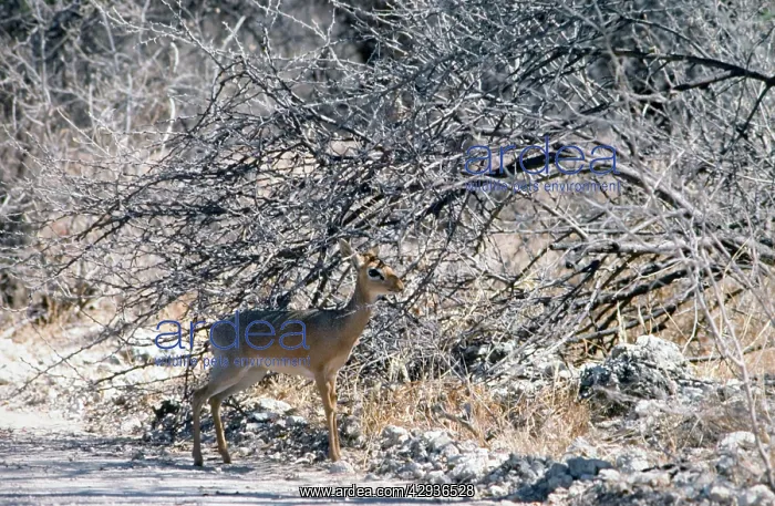 : Kirk's dik-dik sheltering in shade of bush : Kirk's dik-dik sheltering in shade of bush