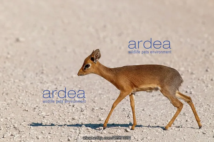 : Kirk's Dikdik - crossing road : Kirk's Dikdik - crossing road