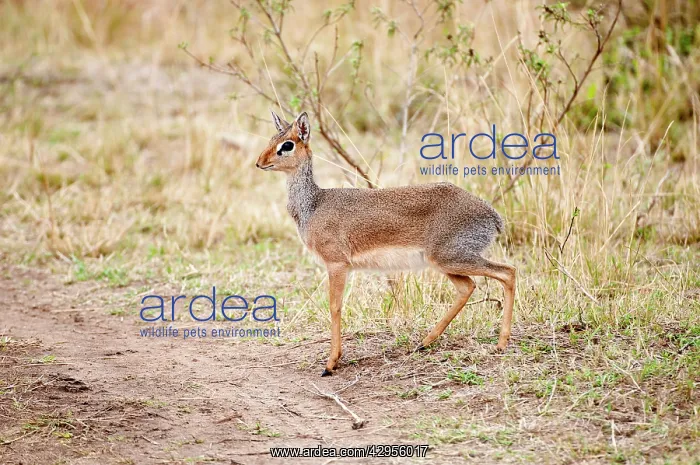  : Kirk's Dikdik - standing