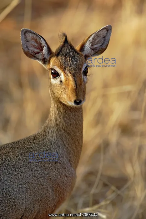 : Kirk's Long-snouted Dik-Dik, Rhynchrotragus : Kirk's Long-snouted Dik-Dik, Rhynchrotragus