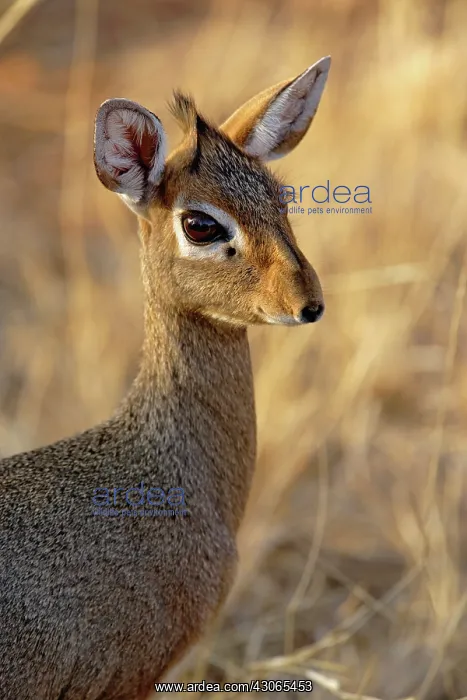 : Kirk's Long-snouted Dik-Dik, Rhynchrotragus : Kirk's Long-snouted Dik-Dik, Rhynchrotragus