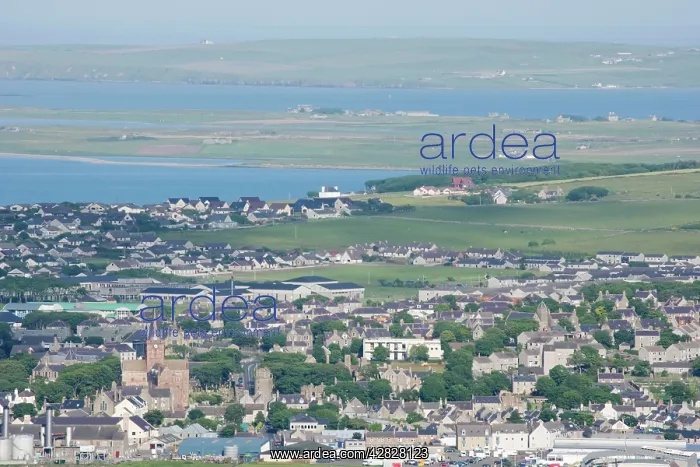 : Kirkwall from Wideford Hill : Kirkwall from Wideford Hill