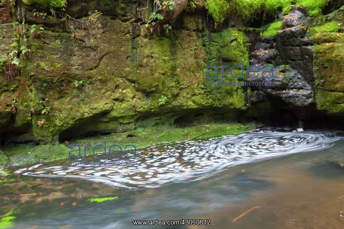  : Kirnitzsch Kirnitzsch Stream Elbe Sandstone Mountains