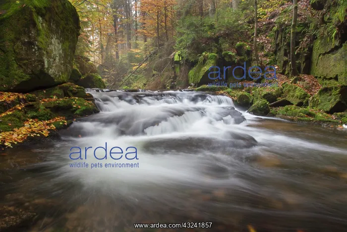 : Kirnitzsch Kirnitzsch Stream Elbe Sandstone Mountains : Kirnitzsch Kirnitzsch Stream Elbe Sandstone Mountains