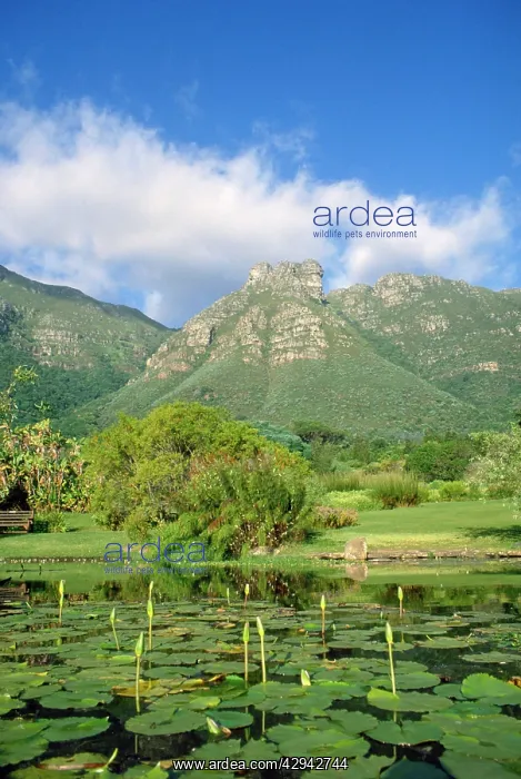 : Kirstenbosch Botanical Gardens : Kirstenbosch Botanical Gardens
