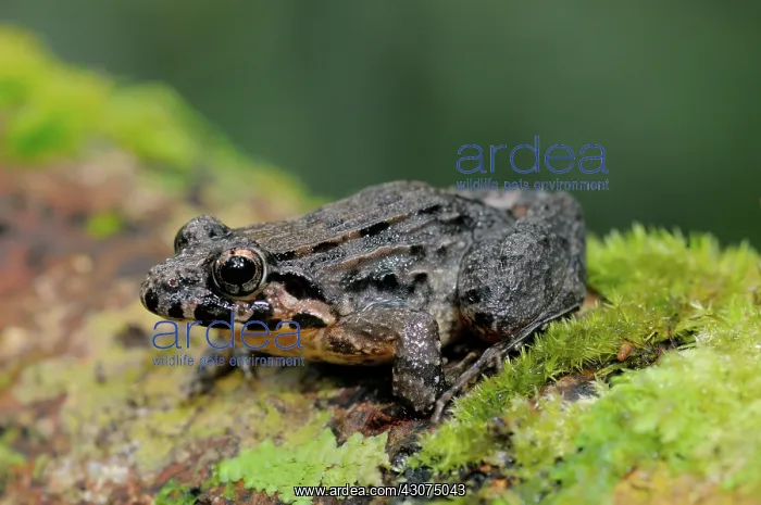 : Kirtisinghe's frog : Kirtisinghe's frog