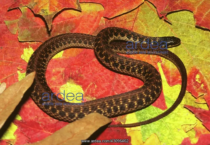 : Kirtland's Snake : Kirtland's Snake