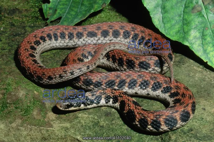 : Kirtland's Snake : Kirtland's Snake